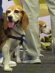 Fun at the 11th Annual B.O.N.E.S. Beagle Bash!