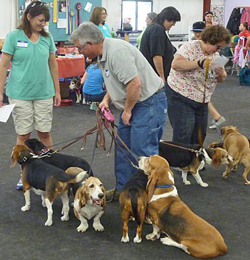 Fun at the 11th Annual B.O.N.E.S. Beagle Bash!