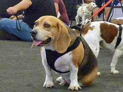 Fun at the 11th Annual B.O.N.E.S. Beagle Bash!