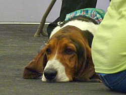 Fun at the 11th Annual B.O.N.E.S. Beagle Bash!