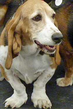 Fun at the 11th Annual B.O.N.E.S. Beagle Bash!