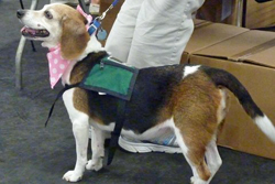 Fun at the 11th Annual B.O.N.E.S. Beagle Bash!