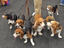 Fun at the 11th Annual B.O.N.E.S. Beagle Bash!