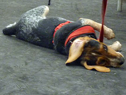 Fun at the 11th Annual B.O.N.E.S. Beagle Bash!