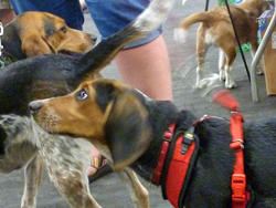Fun at the 11th Annual B.O.N.E.S. Beagle Bash!