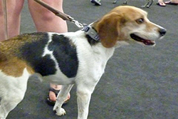 12th Annual B.O.N.E.S. Beagle Bash - A Treat for All!