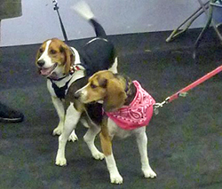 12th Annual B.O.N.E.S. Beagle Bash - A Treat for All!