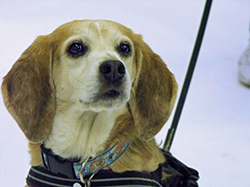12th Annual B.O.N.E.S. Beagle Bash - A Treat for All!