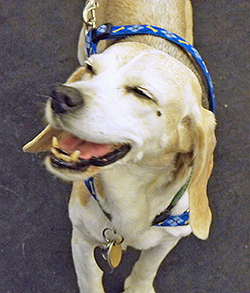 12th Annual B.O.N.E.S. Beagle Bash - A Treat for All!