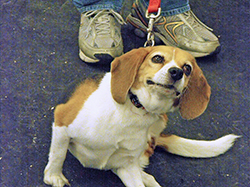 12th Annual B.O.N.E.S. Beagle Bash - A Treat for All!