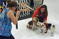 12th Annual B.O.N.E.S. Beagle Bash - A Treat for All!