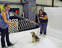 12th Annual B.O.N.E.S. Beagle Bash - A Treat for All!