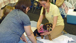 12th Annual B.O.N.E.S. Beagle Bash - A Treat for All!