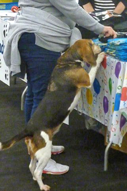 12th Annual B.O.N.E.S. Beagle Bash - A Treat for All!