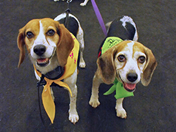 12th Annual B.O.N.E.S. Beagle Bash - A Treat for All!