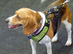 12th Annual B.O.N.E.S. Beagle Bash - A Treat for All!