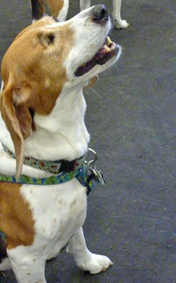 12th Annual B.O.N.E.S. Beagle Bash - A Treat for All!