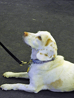 12th Annual B.O.N.E.S. Beagle Bash - A Treat for All!