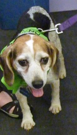 12th Annual B.O.N.E.S. Beagle Bash - A Treat for All!