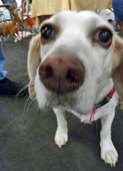 12th Annual B.O.N.E.S. Beagle Bash - A Treat for All!