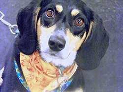 12th Annual B.O.N.E.S. Beagle Bash - A Treat for All!