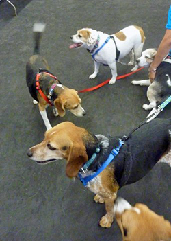 12th Annual B.O.N.E.S. Beagle Bash - A Treat for All!