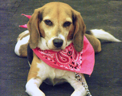 12th Annual B.O.N.E.S. Beagle Bash - A Treat for All!