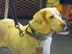 12th Annual B.O.N.E.S. Beagle Bash - A Treat for All!