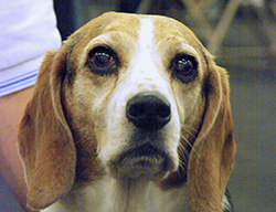 12th Annual B.O.N.E.S. Beagle Bash - A Treat for All!