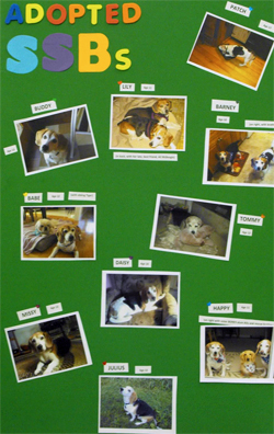 12th Annual B.O.N.E.S. Beagle Bash - A Treat for All!