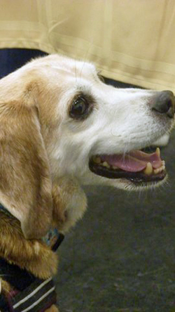12th Annual B.O.N.E.S. Beagle Bash - A Treat for All!