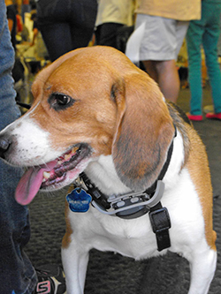 12th Annual B.O.N.E.S. Beagle Bash - A Treat for All!