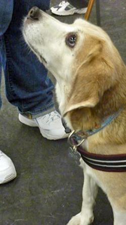 12th Annual B.O.N.E.S. Beagle Bash - A Treat for All!