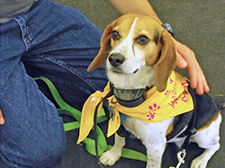 12th Annual B.O.N.E.S. Beagle Bash - A Treat for All!