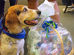 12th Annual B.O.N.E.S. Beagle Bash - A Treat for All!