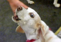 12th Annual B.O.N.E.S. Beagle Bash - A Treat for All!