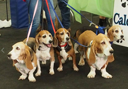 13th Annual B.O.N.E.S. Beagle Bash - Livin' the Beagle Life!