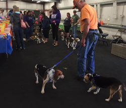 13th Annual B.O.N.E.S. Beagle Bash - Livin' the Beagle Life!