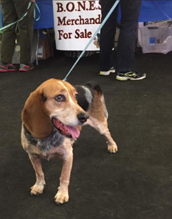 13th Annual B.O.N.E.S. Beagle Bash - Livin' the Beagle Life!