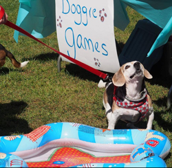 13th Annual B.O.N.E.S. Beagle Bash - Livin' the Beagle Life!