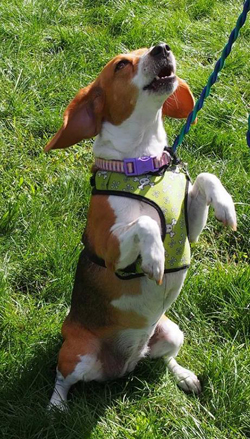 13th Annual B.O.N.E.S. Beagle Bash - Livin' the Beagle Life!