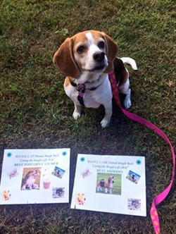 13th Annual B.O.N.E.S. Beagle Bash - Livin' the Beagle Life!