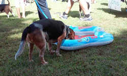 13th Annual B.O.N.E.S. Beagle Bash - Livin' the Beagle Life!
