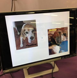 13th Annual B.O.N.E.S. Beagle Bash - Livin' the Beagle Life!