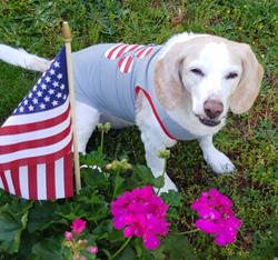 Sensational Senior Beagles at B.O.N.E.S. Fetch Grant