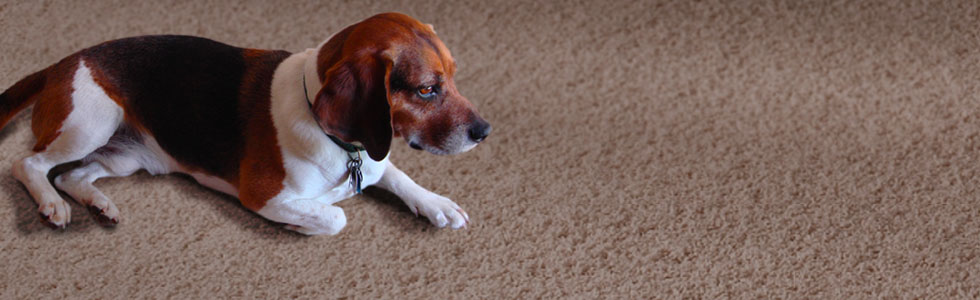 Sensational Senior Beagles