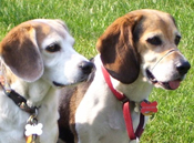 B.O.N.E.S. Sensational Senior Beagles
