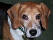 Billy Beagle