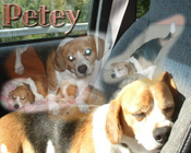 Petey
